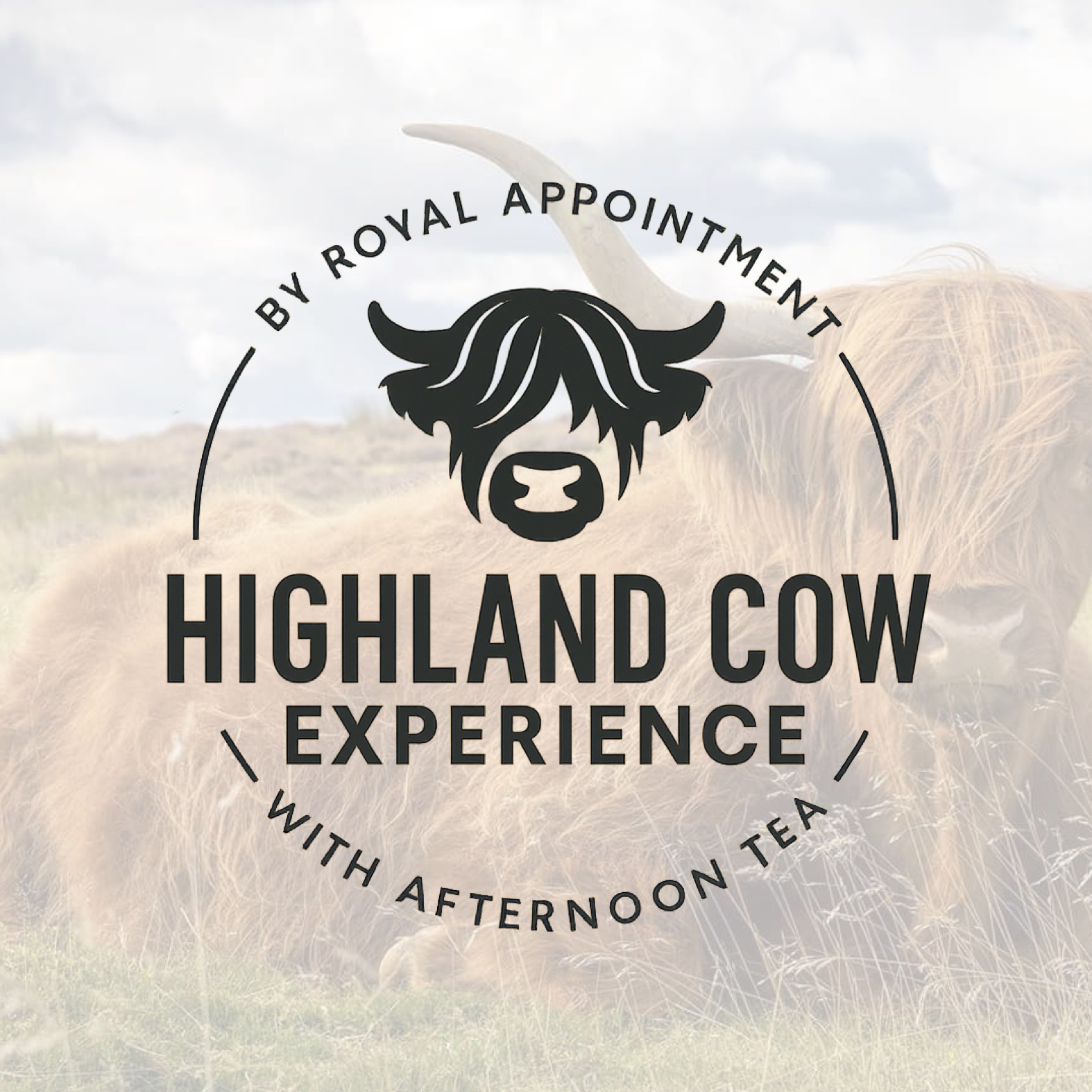 Highland Cow Experience with Afternoon Tea Voucher from Cattows Farm Shop