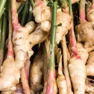 Ginger from Buckmoreland Farm Shop