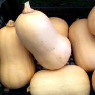 Butternut Squash