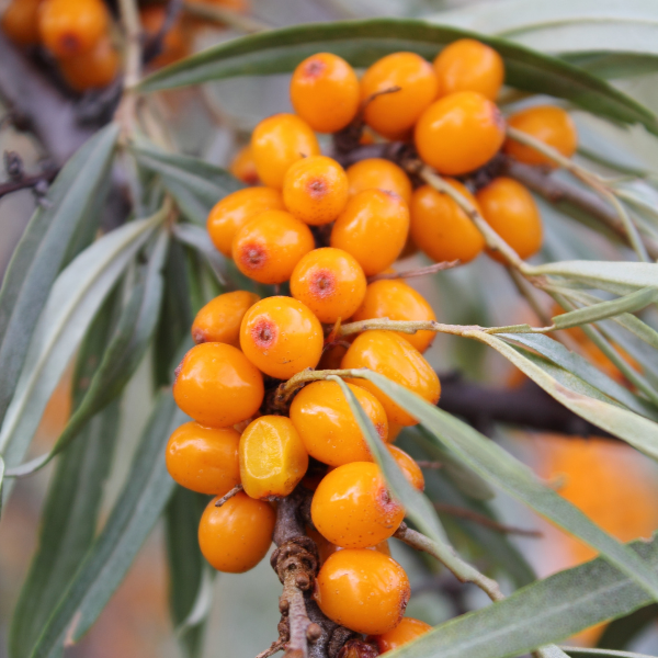 Organic Frozen Sea Buckthorn from Helen Browning's Organic Farm